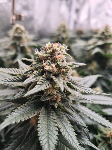 Growreport Bild 5