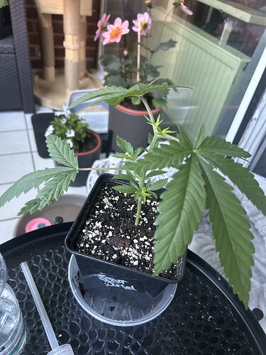 IMG_84B61BE2-AE7A-44FB-BB56-6B49EB3936E8