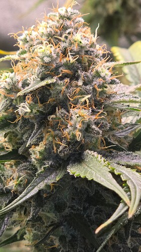 Growreport Bild 14