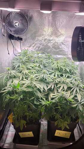 Growreport Bild 1