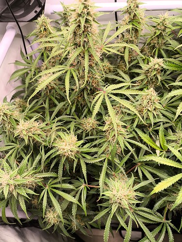 Growreport Bild 8