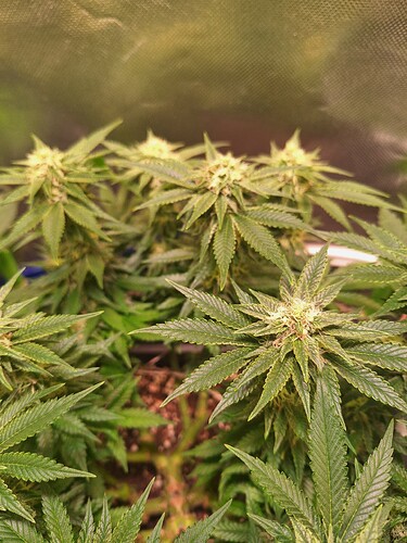 Growreport Bild 5