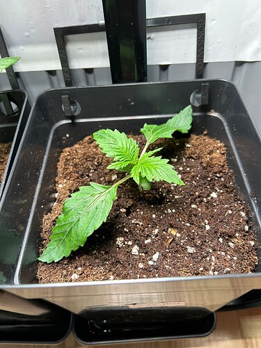 Growreport Bild 5
