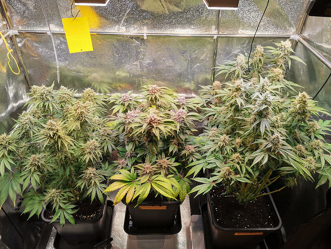 Growreport Bild 2