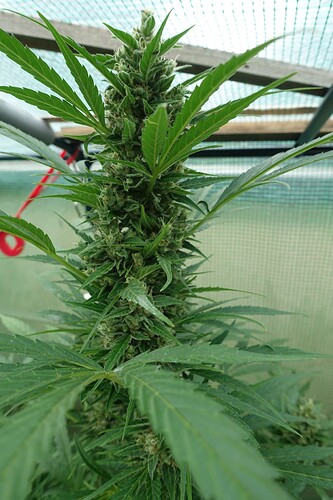 Growreport Bild 22