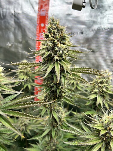 Nahaufnahme eines blühenden Cannabis-Buds in einem Growzelt, Tag 60 der Blütephase.