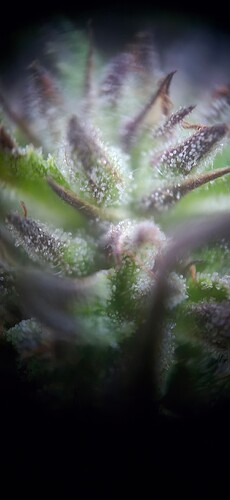 Growreport Bild 9