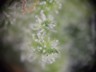 Growreport Bild 7