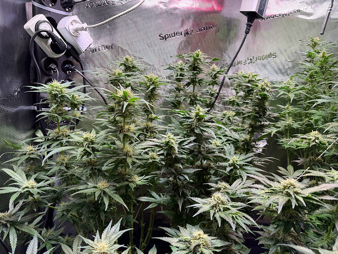 Growreport Bild 63