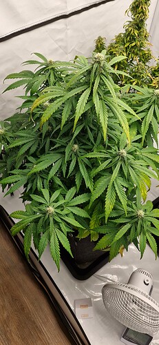 Growreport Bild 30