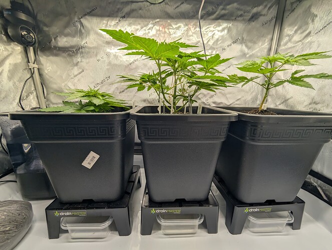 Growreport Bild 6