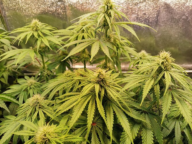 Mix grow BT26 (4)