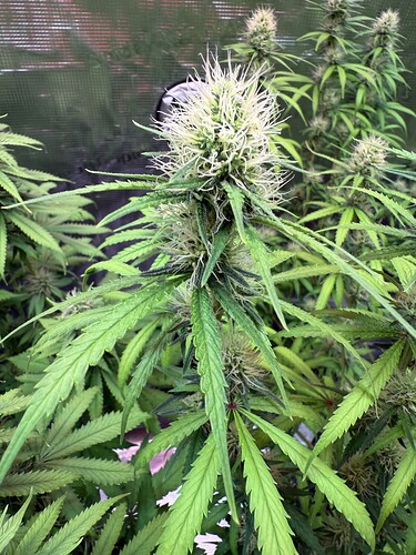 Growreport Bild 15