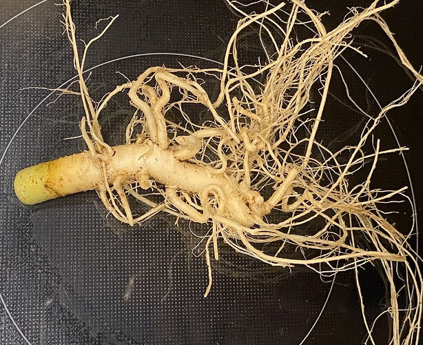 Growreport Bild 6