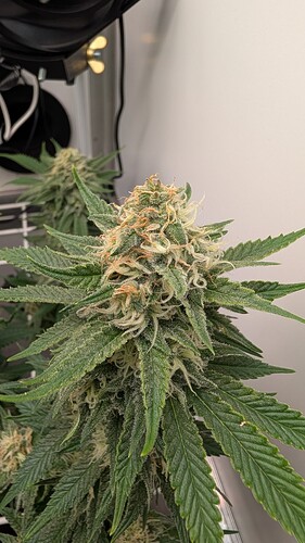 Growreport Bild 27