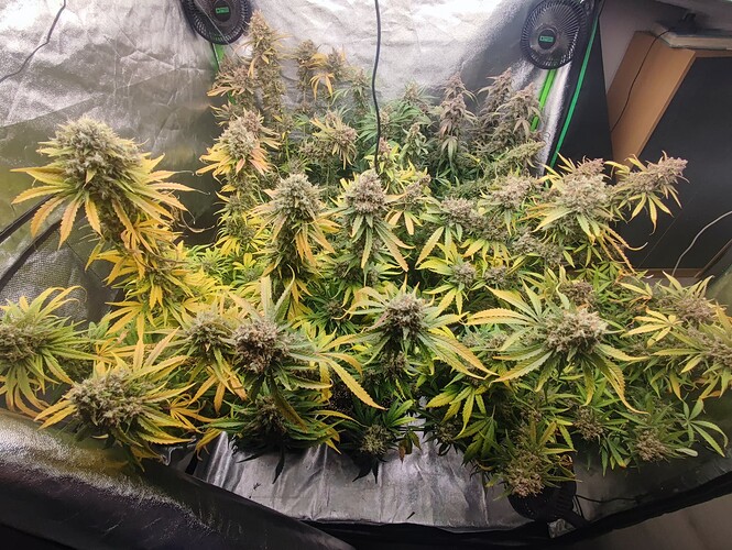 Growreport Bild 4
