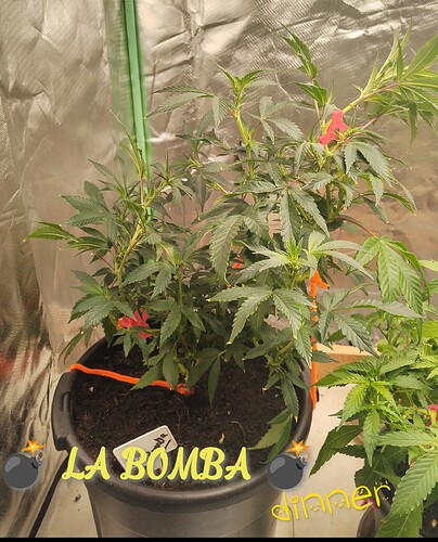 IMG_20240624_220435_edit_68013121368480