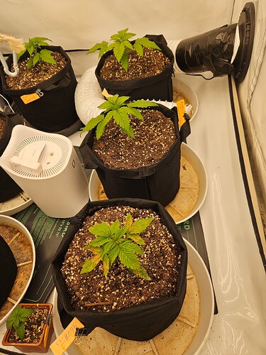 Growreport Bild 4