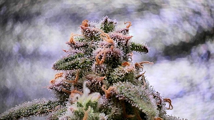 Growreport Bild 22