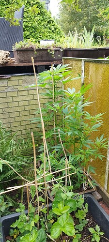 Growreport Bild 2