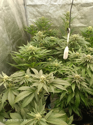 Growreport Bild 19