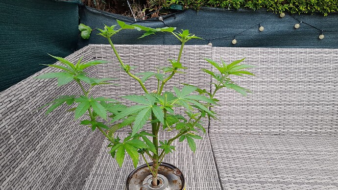 Growreport Bild 4