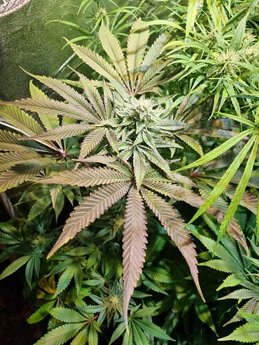 Eine Cannabis-Pflanze in der Wachstumsphase mit breiten, gefächerten Blättern, die an den Rändern violett-braun verfärbt sind. Im Zentrum sind Blütenansätze zu erkennen.