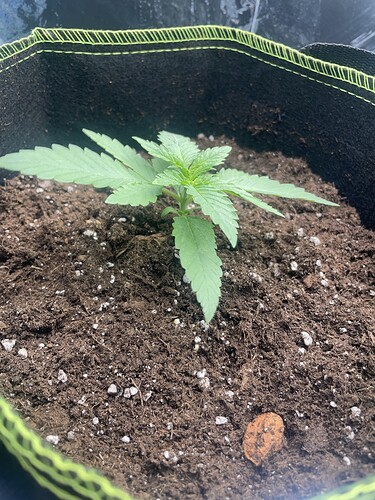 Growreport Bild 1
