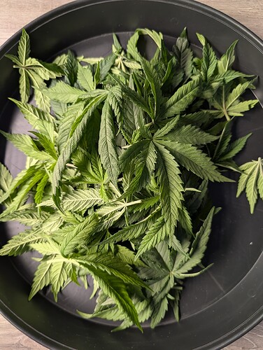 Growreport Bild 3
