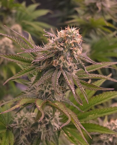 Growreport Bild 4