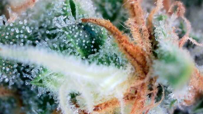 Growreport Bild 5