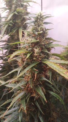 Growreport Bild 8