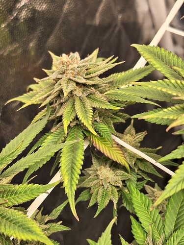 Growreport Bild 18
