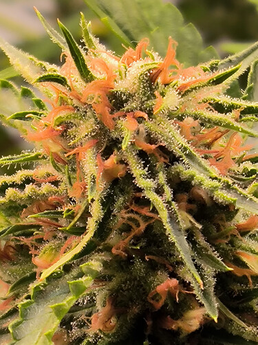 Growreport Bild 1