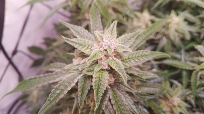 Growreport Bild 6