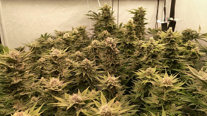 Growreport Bild 5