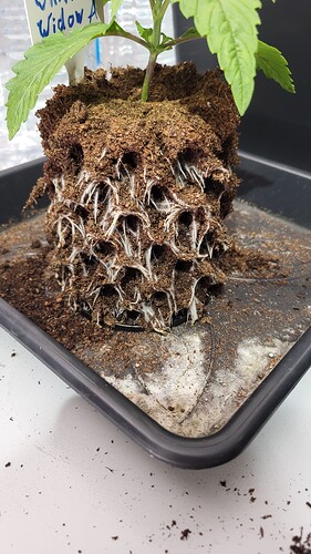 Growreport Bild 2