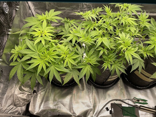 Drei junge Cannabispflanzen in einem Zelt, die sich in der Wachstumsphase befinden. Die Pflanzen sind in grauen Stofftöpfen und zeigen kräftiges grünes Blattwerk. Im Hintergrund sind Lüfter und im Vordergrund Gartengeräte zu sehen.