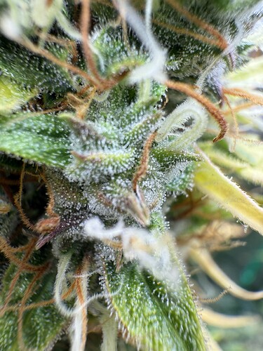 Growreport Bild 5