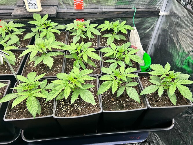 Growreport Bild 15