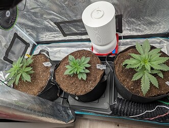 PXL_20250530_092245386.MP