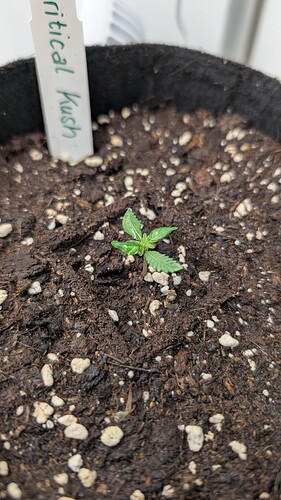 PXL_20250318_180954896.MP