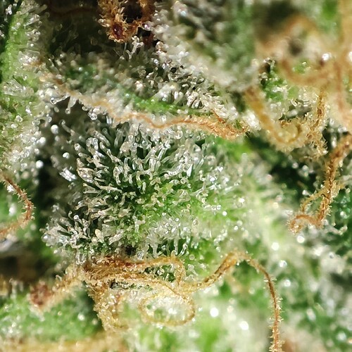 Growreport Bild 20