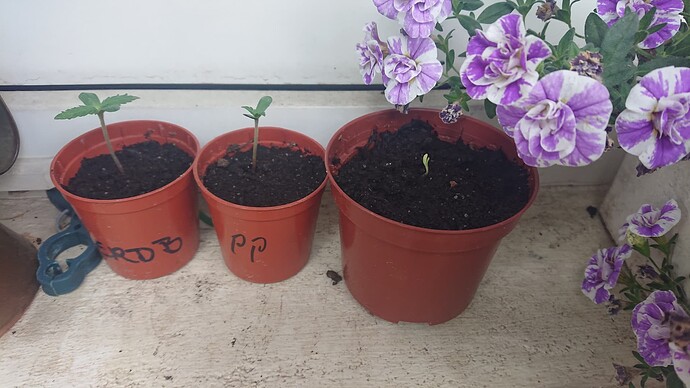 Growreport Bild 9