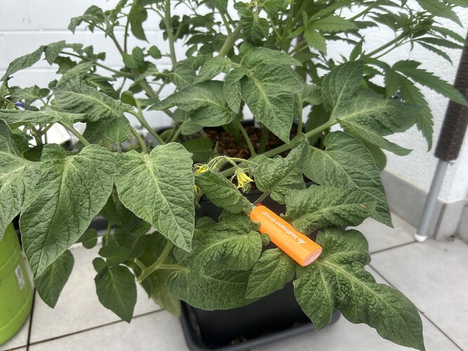 Growreport Bild 1