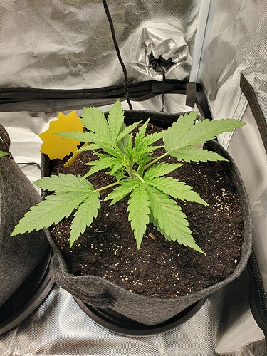 Growreport Bild 4