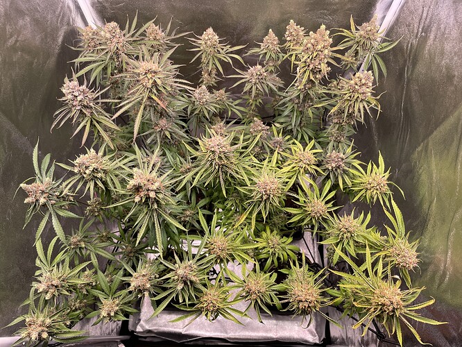 Growreport Bild 14