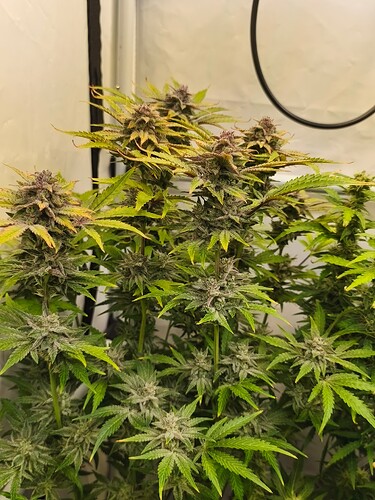 Growreport Bild 6