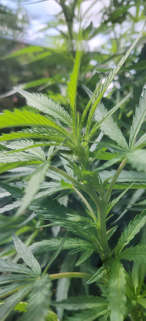 Thai-Sativa Outdoor Monster 🌵 im Hügel Beet! Extremer Wind!😯