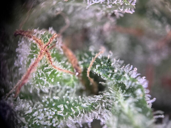Growreport Bild 32
